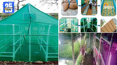 Hydroponic Model