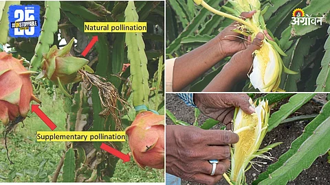 Fruit Pollination