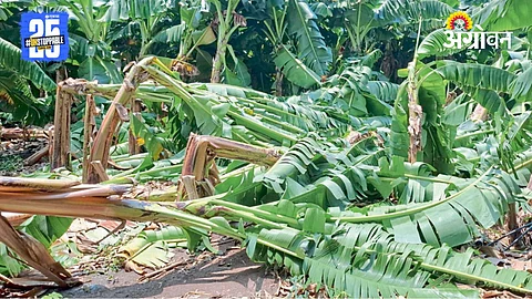 Banana Crop Loss