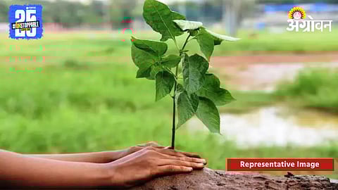 Tree Plantation