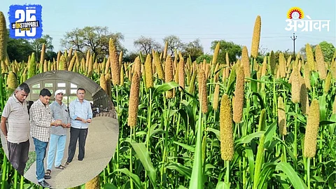 Bajra Farming