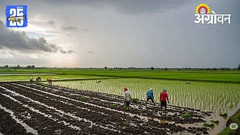 Paddy Farming