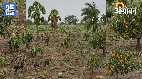 Baramati Rain Damage