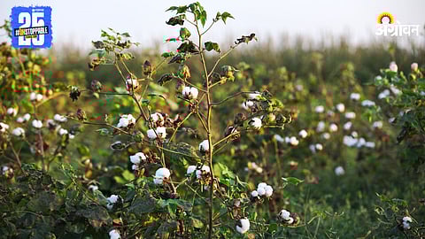 Cotton Farming