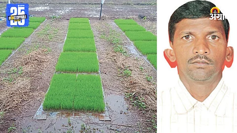 Paddy Farming