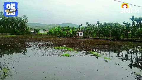 Paddy Farming