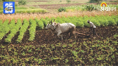 Kharif Sowing