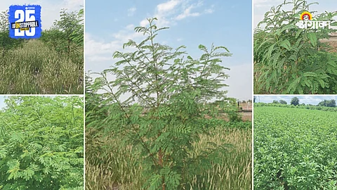 Green Fodder