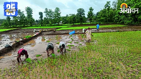 Paddy Farming