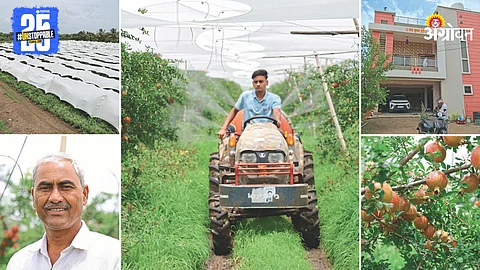 Pomegranate Farming