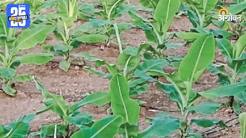 Banana Farming