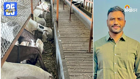 Goat Farming