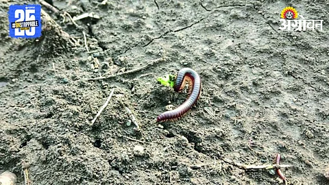 Millipede Pest