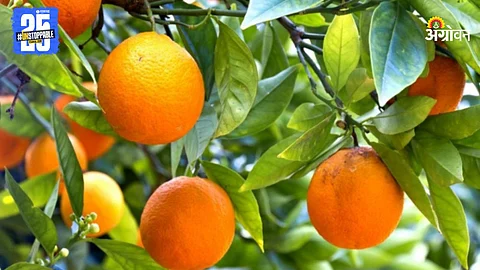 Orange Crop