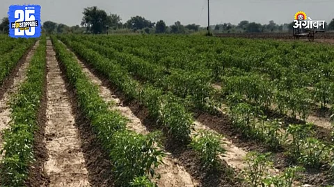 Chilli Farming