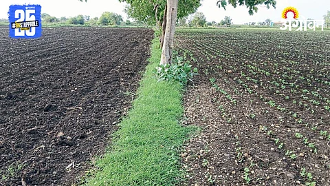 Kharif Sowing