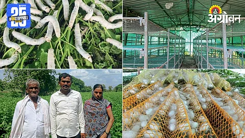 Silk Farming