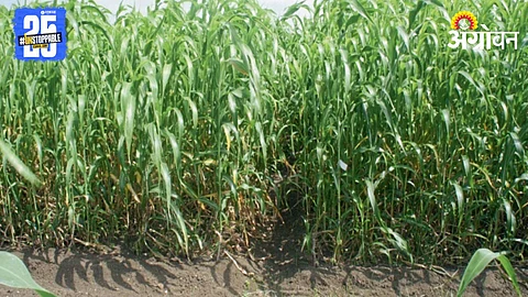 Jowar Fodder