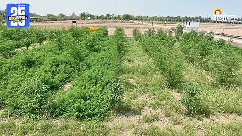 Fodder Crops