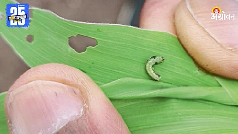Maize Pest