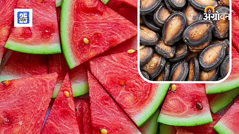Watermelon seeds