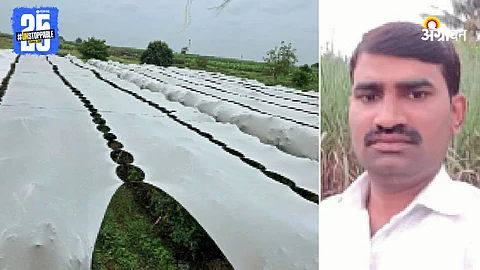 Pomegranate Farming