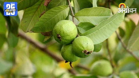 Guava Farming
