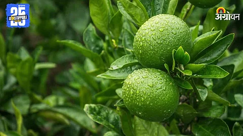 Mosambi Crop