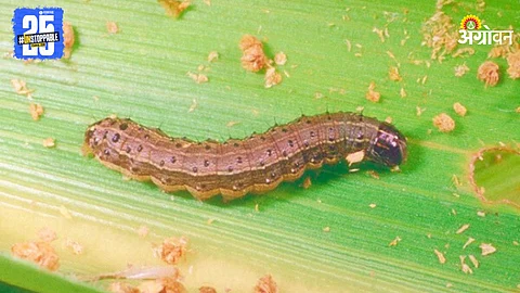 Army worm
