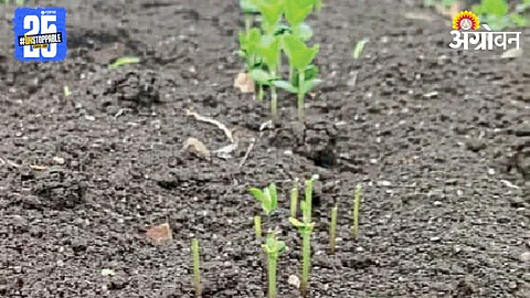 Crop Damage