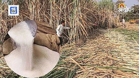 Sugarcane