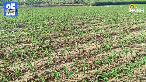 Maize Farming