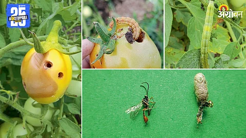 Tomato Fruit