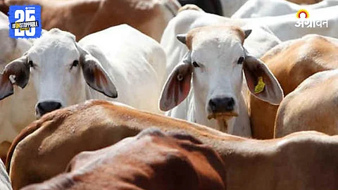 Cow Conservation Day