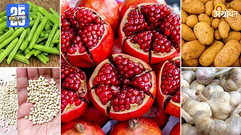 Agriculture Market Products