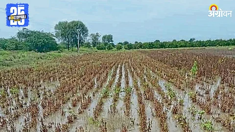 Crop Loss Issue
