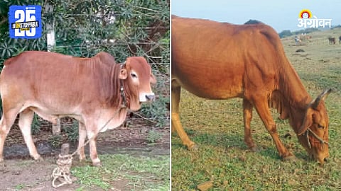 Desi Livestock
