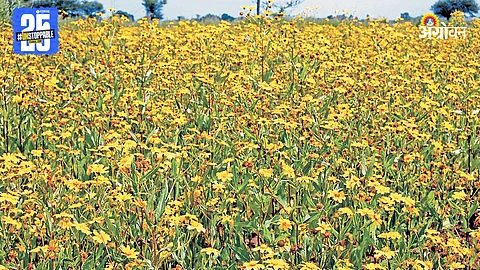 Niger Seed