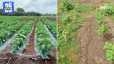 Cotton Crop