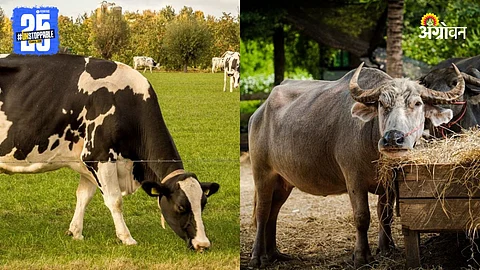 Cow and Buffalo Disease