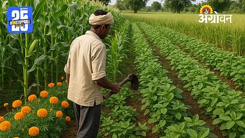 Mixed Cropping