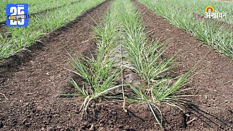 Sugarcane Farming