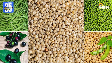 Agriculture Market Products