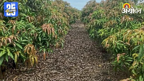 Mango Farming