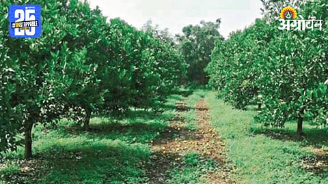Orchard Plantation