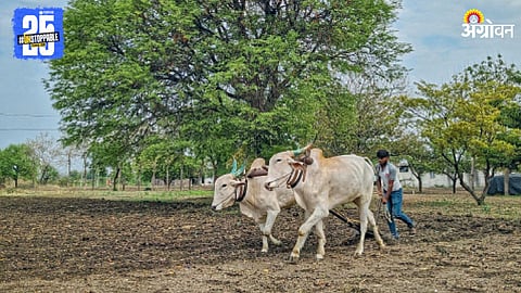 Indian Farmer