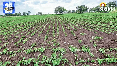 Crop In Crisis