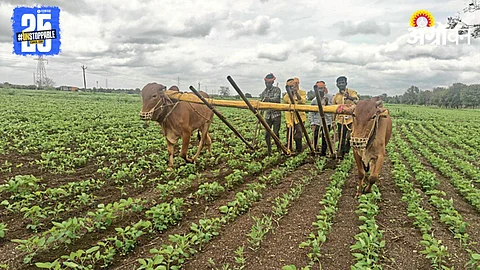 Soybean Sowing
