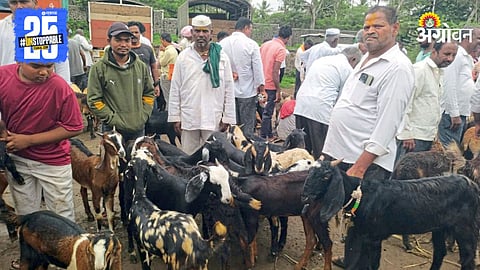 Goat Market