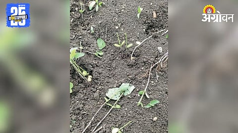 Wild Boar Crop Damage